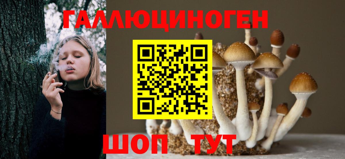 Галлюциногенные грибы Psilocybine cubensis Калуга